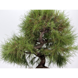 Pinus halepensis I-8837 vista 3
