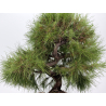 Pinus halepensis I-8837 vista 3