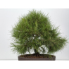 Pinus halepensis I-8837 vista 4