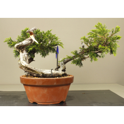 JUNIPERUS SABINA A00406