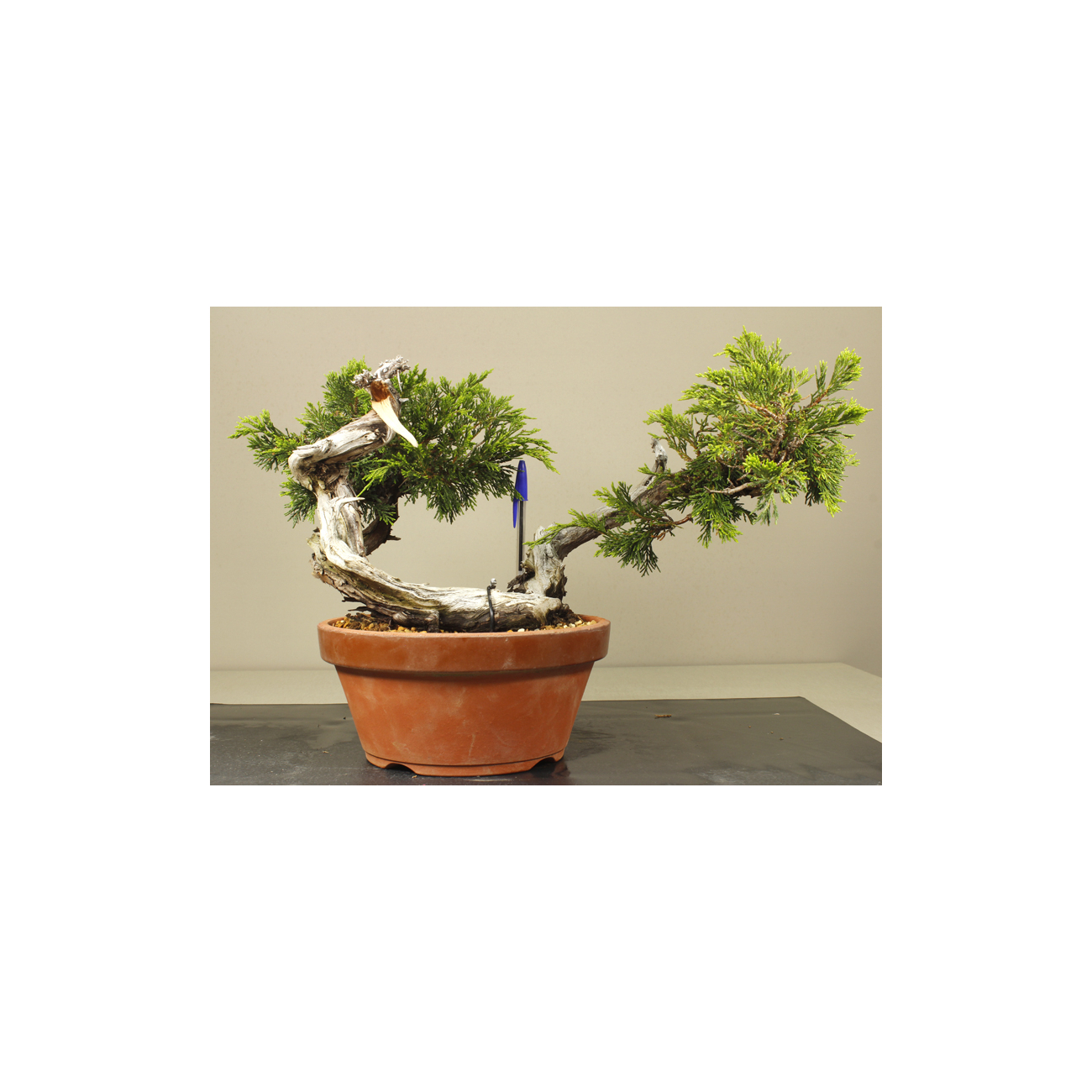 JUNIPERUS SABINA A00406