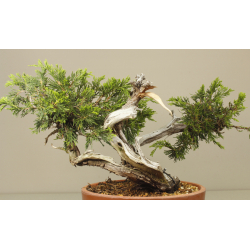 JUNIPERUS SABINA A00406 View 2