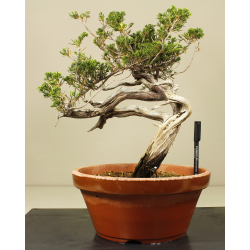 JUNIPERUS SABINA 6830