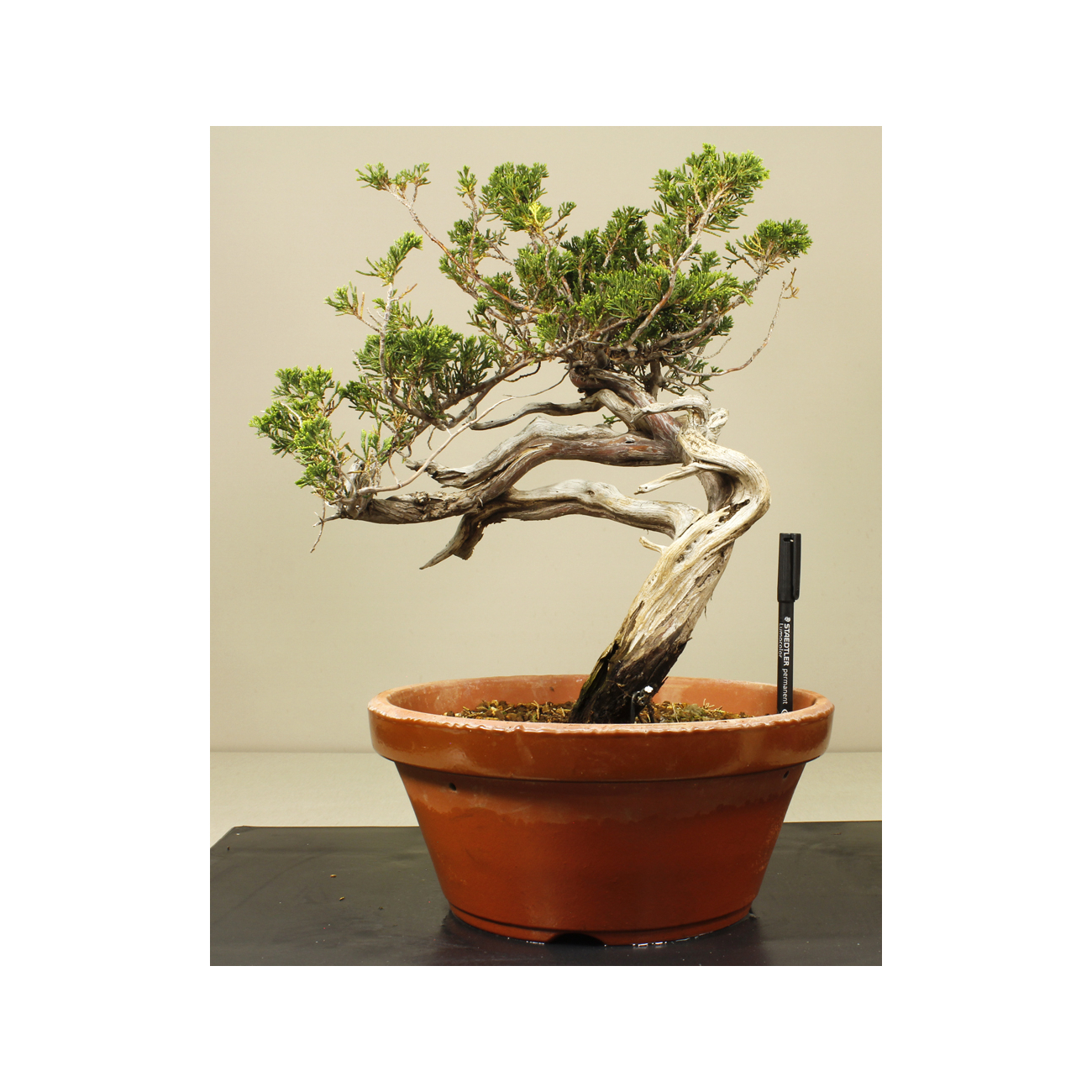 JUNIPERUS SABINA 6830