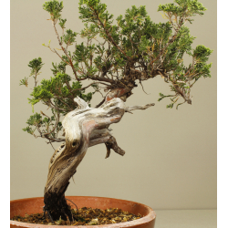 JUNIPERUS SABINA 6830 View 2