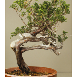 JUNIPERUS SABINA 6830 View 3