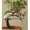 JUNIPERUS SABINA 6830 View 3