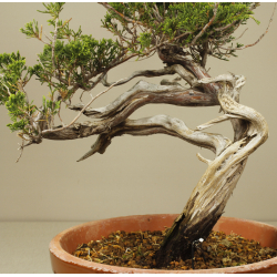 JUNIPERUS SABINA 6830 View 4