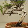 JUNIPERUS SABINA 6830 View 4