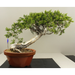 JUNIPERUS SABINA 7827