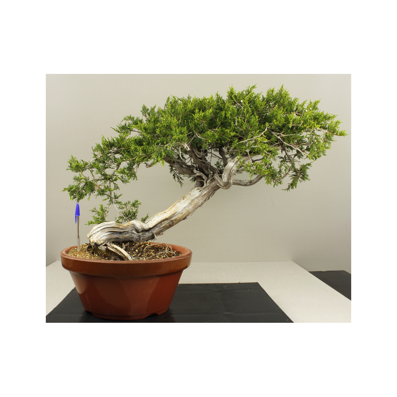 JUNIPERUS SABINA 7827