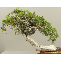 JUNIPERUS SABINA 7827 View 2