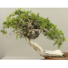 JUNIPERUS SABINA 7827 View 2