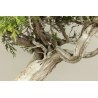 JUNIPERUS SABINA 7827 View 3