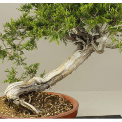 JUNIPERUS SABINA 7827 View 5