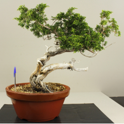 JUNIPERUS SABINA A00913