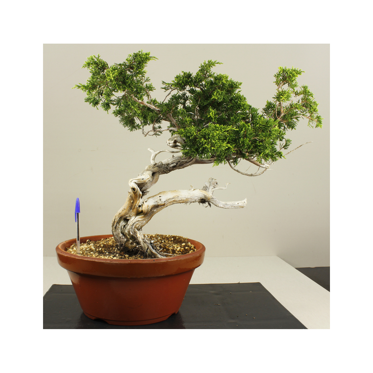 JUNIPERUS SABINA A00913