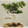 JUNIPERUS SABINA (SABINA RASTRERA) A00913 Vista 2