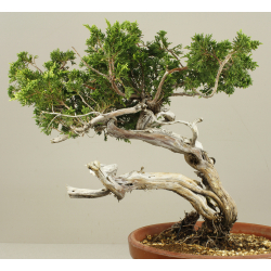 JUNIPERUS SABINA A00913 View 3