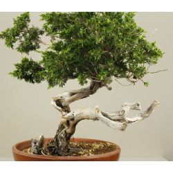 JUNIPERUS SABINA A00913 View 4