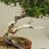 JUNIPERUS SABINA (SABINA RASTRERA) A00913 Vista 5