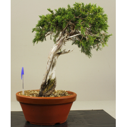 JUNIPERUS SABINA A00405