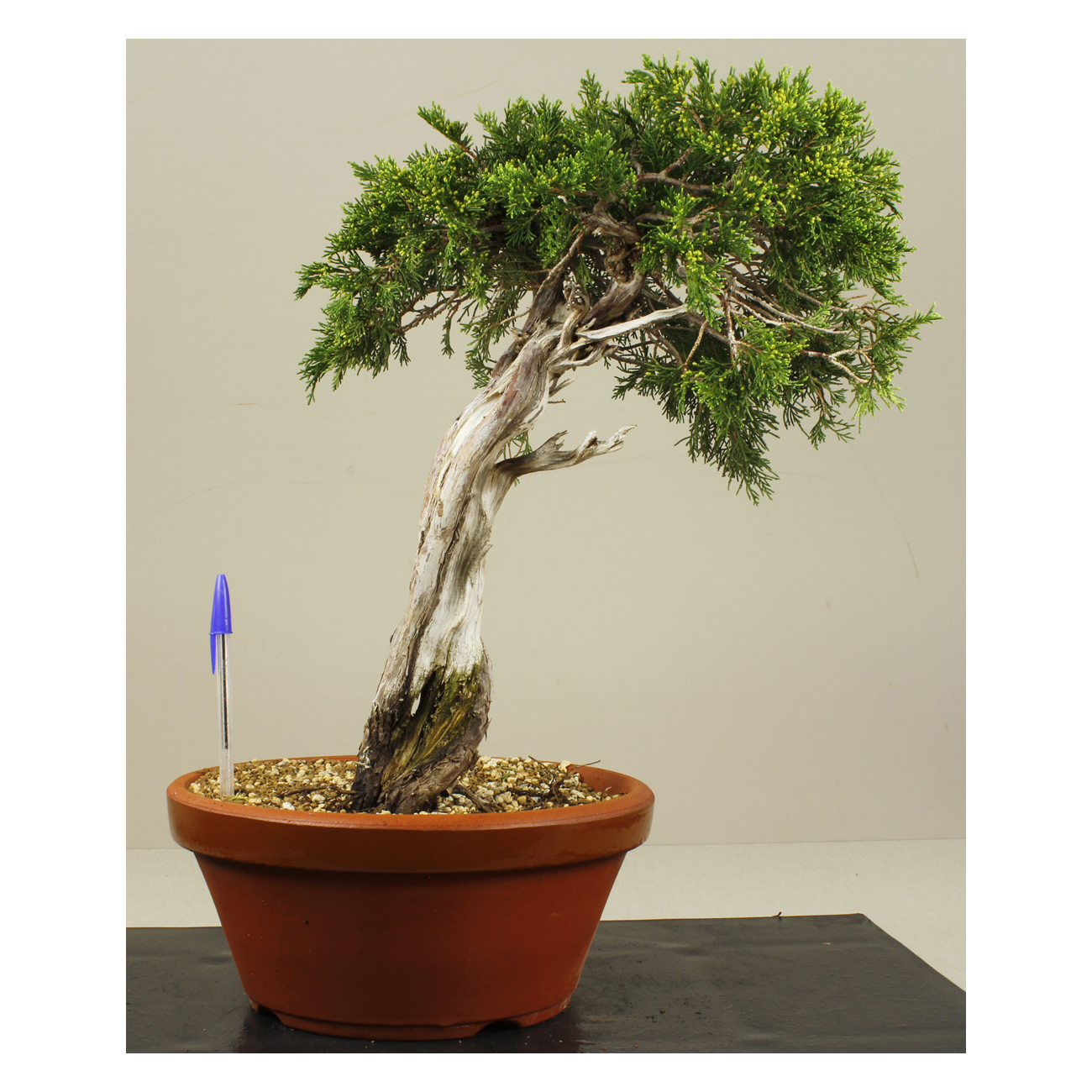 JUNIPERUS SABINA A00405