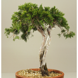 JUNIPERUS SABINA A00405 View 2