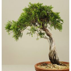 JUNIPERUS SABINA A00405 View 3