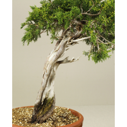 JUNIPERUS SABINA A00405 View 4