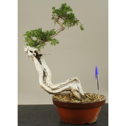 JUNIPERUS SABINA (SABINA RASTRERA) A00425