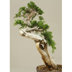 JUNIPERUS SABINA A00425 View 2