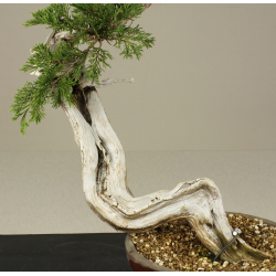 JUNIPERUS SABINA A00425 View 4