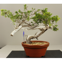 JUNIPERUS SABINA 7848