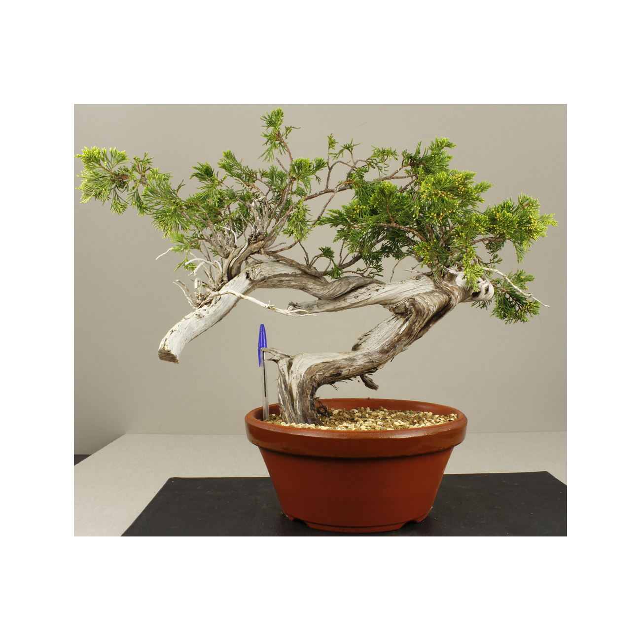 JUNIPERUS SABINA 7848