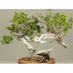 JUNIPERUS SABINA 7848 View 3