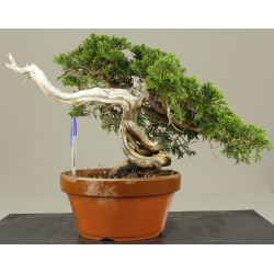 JUNIPERUS SABINA A00491