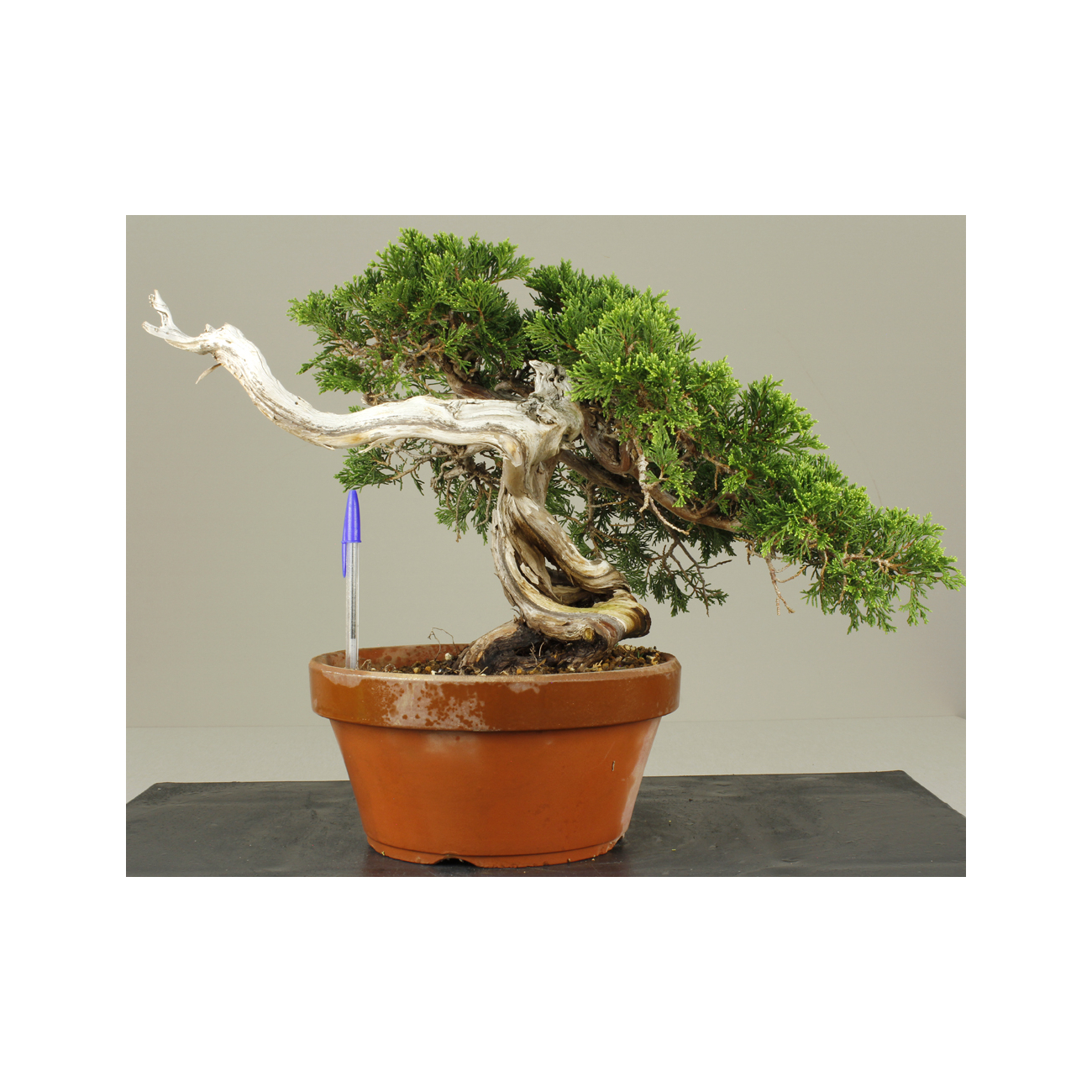 JUNIPERUS SABINA A00491