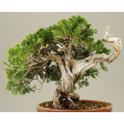 JUNIPERUS SABINA A00491 View 2