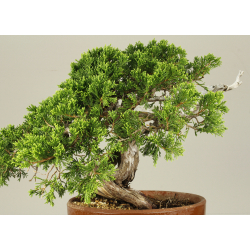 JUNIPERUS SABINA A00491 View 3