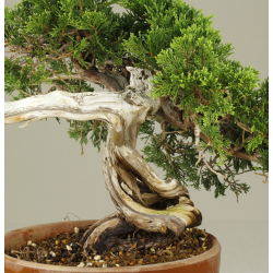 JUNIPERUS SABINA A00491 View 4