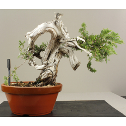 JUNIPERUS SABINA A00476