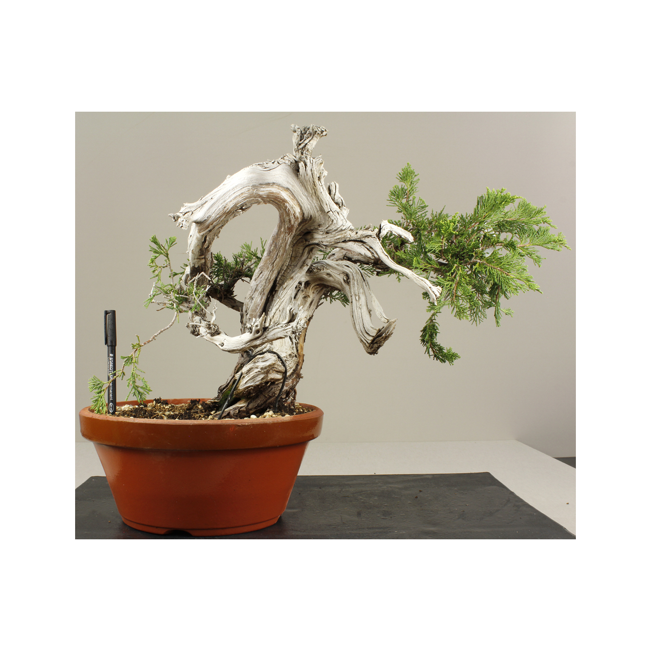 JUNIPERUS SABINA A00476