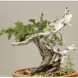 JUNIPERUS SABINA A00476 View 2