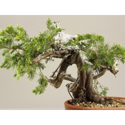 JUNIPERUS SABINA A00476 View 3