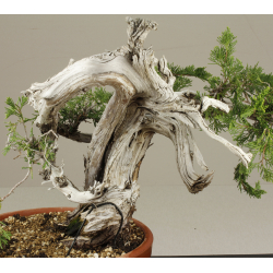 JUNIPERUS SABINA A00476 View 4