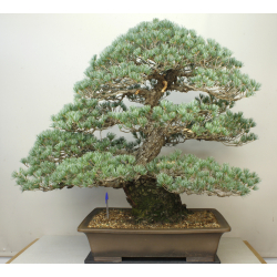 PINUS PARVIFLORA PENTAPHYLLA (PINO BLANCO JAPONÉS) 7990