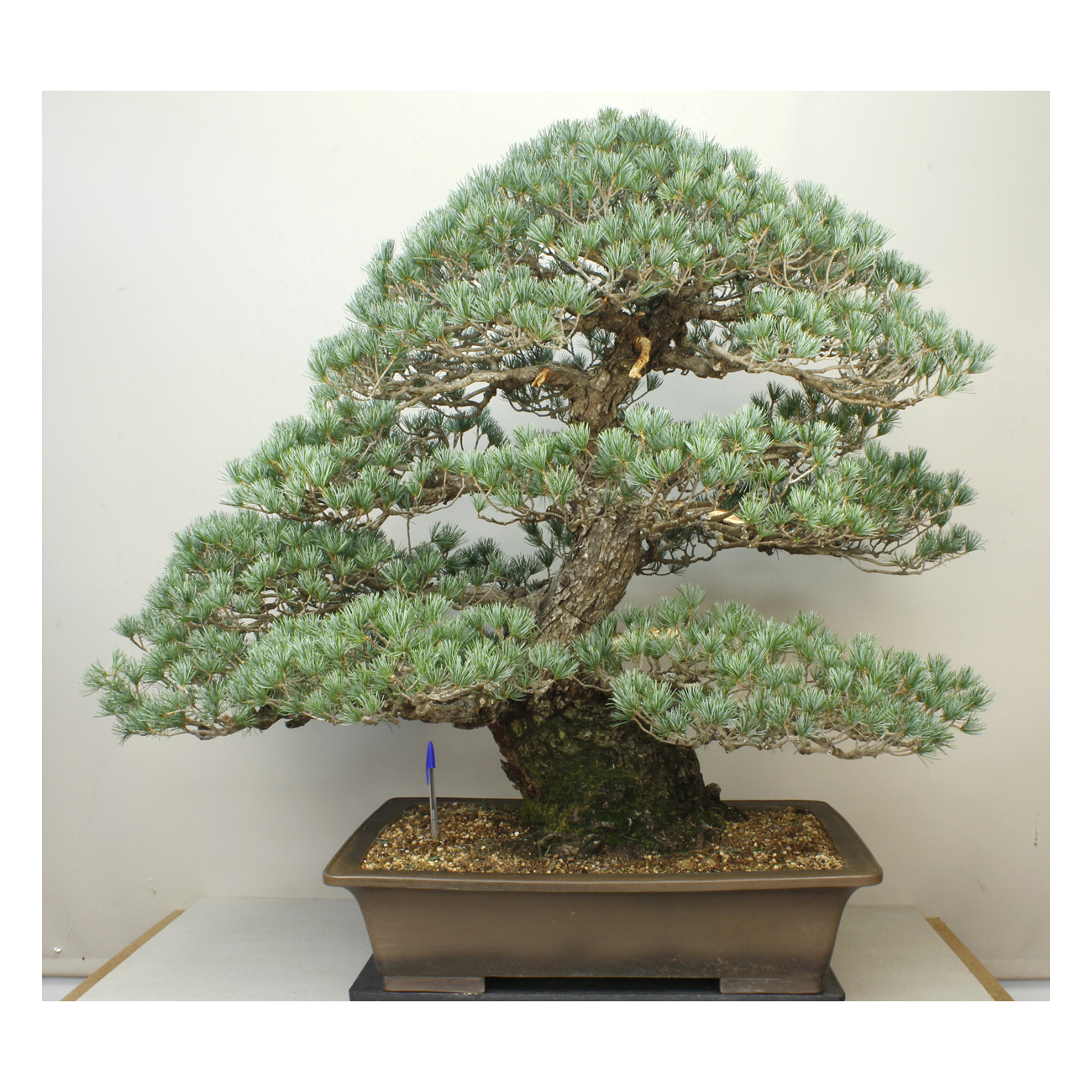 PINUS PARVIFLORA PENTAPHYLLA (PINO BLANCO JAPONÉS) 7990