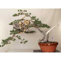 PINUS SYLVESTRIS 8433