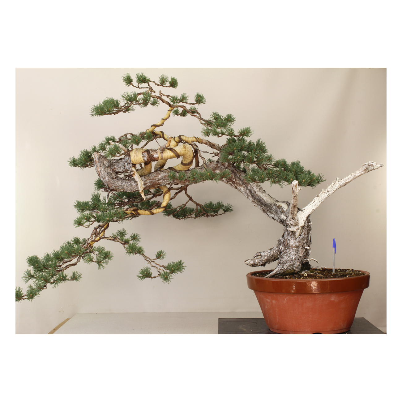 PINUS SYLVESTRIS 8433